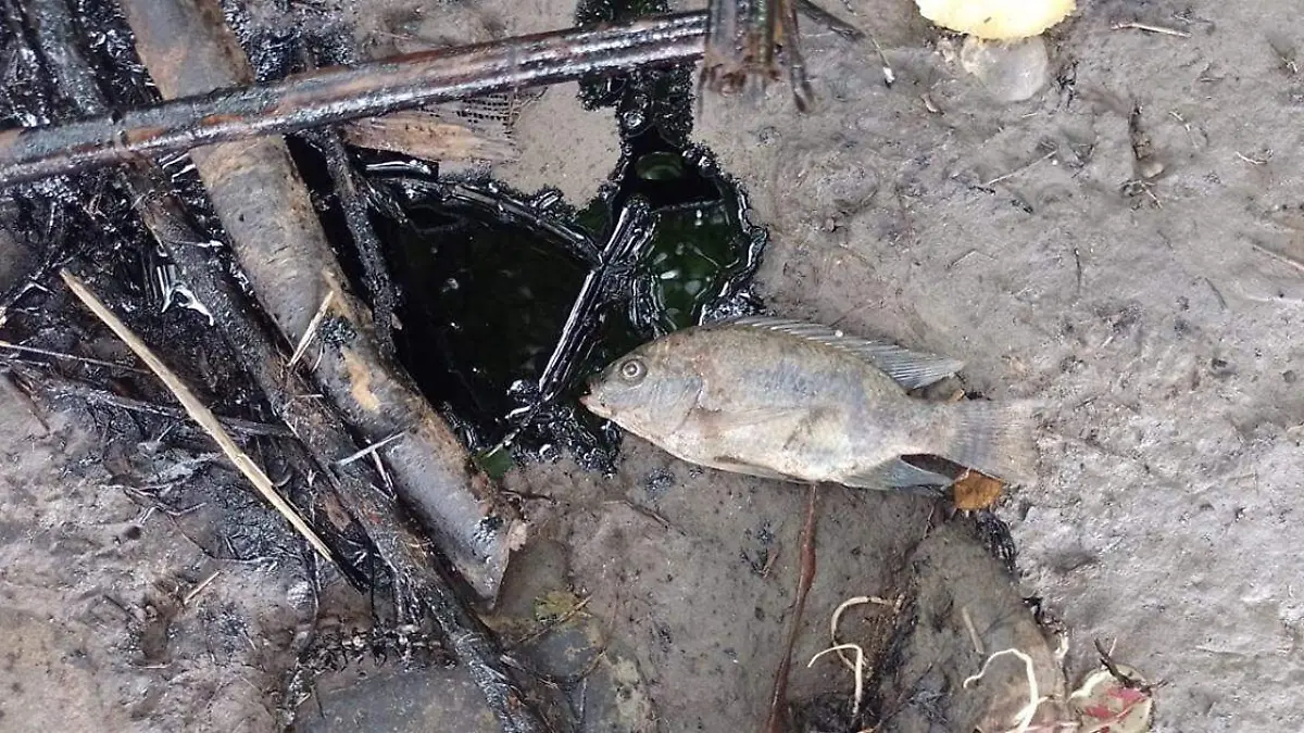 Peces muertos a las orillas del río